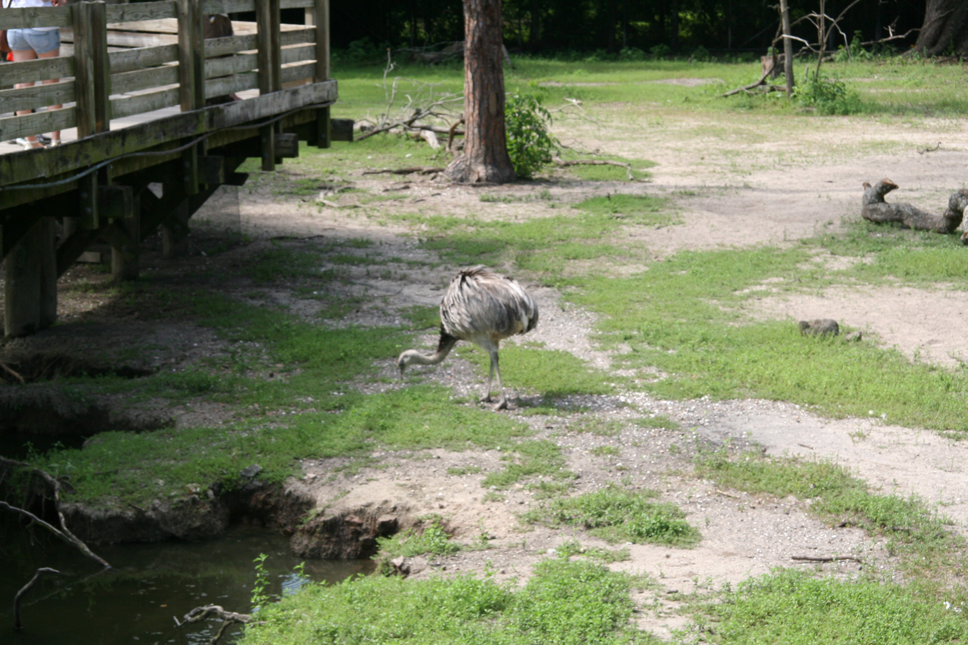 Großer Nandu/Greater rhea
